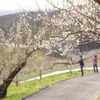 豊岡梅園