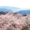 桜イメージ