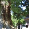 筑波山神社の大杉