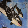 優秀賞・小原太一さん「魚をおいかけているシャチ」