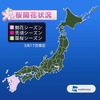 桜開花予想図