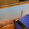 東京スカイツリーの四季が描かれた車内壁面