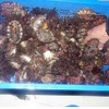 密漁されたアワビ