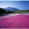 羊山公園の芝桜の丘