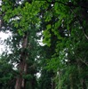 平泉（参考画像）
