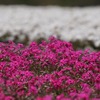 芝桜と富士山の競演、ゴールデンウィークに見頃