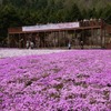 芝桜と富士山の競演、ゴールデンウィークに見頃