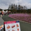 芝桜と富士山の競演、ゴールデンウィークに見頃