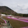 芝桜と富士山の競演、ゴールデンウィークに見頃