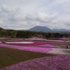 芝桜と富士山の競演、ゴールデンウィークに見頃