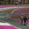芝桜と富士山の競演、ゴールデンウィークに見頃