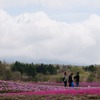 芝桜と富士山の競演、ゴールデンウィークに見頃