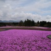 芝桜と富士山の競演、ゴールデンウィークに見頃