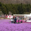 芝桜と富士山の競演、ゴールデンウィークに見頃