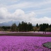 芝桜と富士山の競演、ゴールデンウィークに見頃