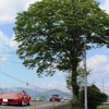 アルピーヌ・A310V6