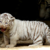 東武動物公園で飼育されているホワイトタイガーの赤ちゃんは2日から正式公開がスタート。悪天候を除き、10-16時に展示される。