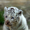 東武動物公園で飼育されているホワイトタイガーの赤ちゃんは2日から正式公開がスタート。悪天候を除き、10-16時に展示される。