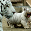 東武動物公園で飼育されているホワイトタイガーの赤ちゃんは2日から正式公開がスタート。悪天候を除き、10-16時に展示される。