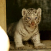 2日から一般公開が開始される東武動物公園の赤ちゃんホワイトタイガー。3月中旬に4頭が誕生した。