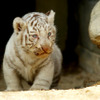 2日から一般公開が開始される東武動物公園の赤ちゃんホワイトタイガー。3月中旬に4頭が誕生した。