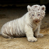 2日から一般公開が開始される東武動物公園の赤ちゃんホワイトタイガー。3月中旬に4頭が誕生した。