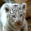 2日から一般公開が開始される東武動物公園の赤ちゃんホワイトタイガー。3月中旬に4頭が誕生した。