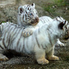 2日から一般公開が開始される東武動物公園の赤ちゃんホワイトタイガー。3月中旬に4頭が誕生した。