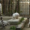 2日から一般公開が開始される東武動物公園の赤ちゃんホワイトタイガー。3月中旬に4頭が誕生した。