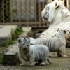 2日から一般公開が開始される東武動物公園の赤ちゃんホワイトタイガー。3月中旬に4頭が誕生した。