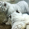 2日から一般公開が開始される東武動物公園の赤ちゃんホワイトタイガー。3月中旬に4頭が誕生した。
