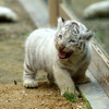2日から一般公開が開始される東武動物公園の赤ちゃんホワイトタイガー。3月中旬に4頭が誕生した。