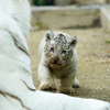 2日から一般公開が開始される東武動物公園の赤ちゃんホワイトタイガー。3月中旬に4頭が誕生した。