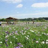 JR小岩駅～小岩菖蒲園直通バス