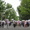 2012年の東京傘開きの様子