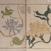 萬花園主人撰・服部雪斎画「朝顔三十六花撰」（雜花園文庫蔵）