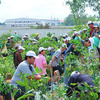 豊田合成、タイでの植樹会
