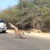 南アフリカ共和国のクルーガー国立公園で撮影されたインパラとチーターの追走劇