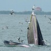 クジラの群れにジェットスキー接近　バンコク沖で