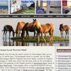 シンコティーグ島webサイト