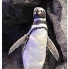 すみだ水族館のペンギン「バニラ」