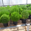 生物燃料をさらに効率的に生産する可能性を持つ塩性植物