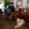 アウトランダーPHEVと愛犬の旅…雪景色の富士河口湖リゾートを満喫