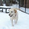 一面の雪にはしゃぐマリア