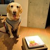 アウトランダーPHEVと愛犬の旅…雪景色の富士河口湖リゾートを満喫