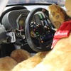 BMW Sports Trophy Team Studie体制発表