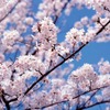 ソメイヨシノ