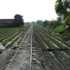 現役のサトウキビ鉄道の周辺には、廃止されたサトウキビ鉄道の線路が多数残っていた。