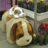 ハイ次の愛犬ヨーゼフ