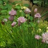 チャイブ（小ネギ）の花。ガーリックのような薫りが実に素晴らしいハーブぶりであった。